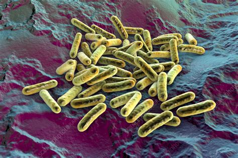 bakteria morganella morganii objawy